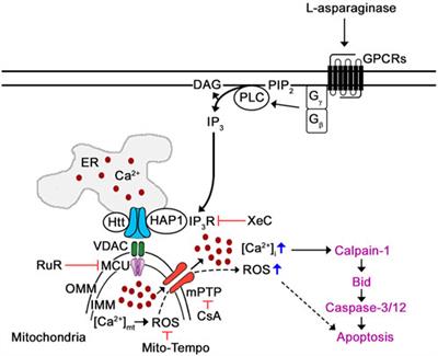 Requirement for ER-mitochondria Ca2+ transfer, ROS production and mPTP formation in L-asparaginase-induced apoptosis of acute lymphoblastic leukemia cells